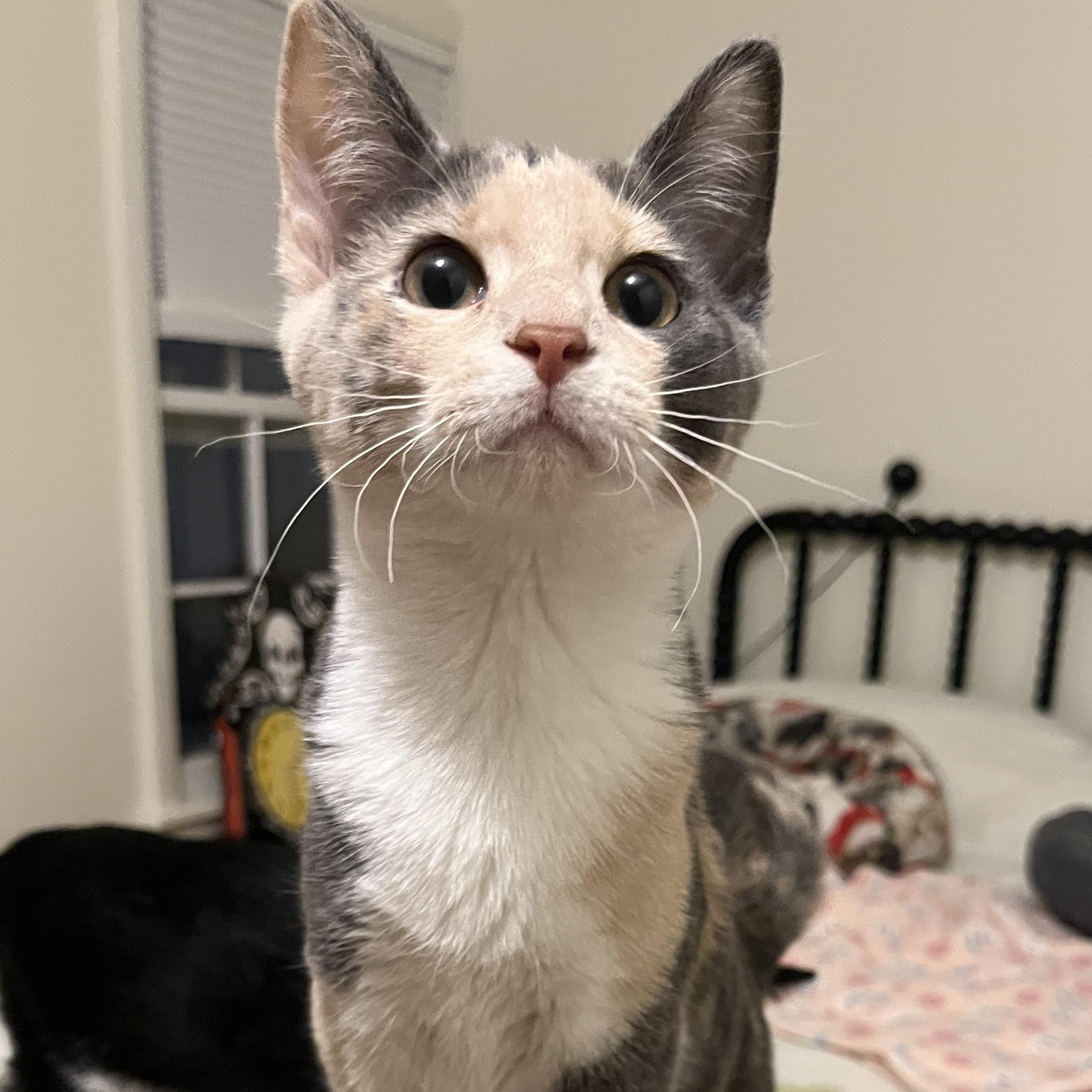 Lumi, adoptable, Kitten Female Domestic Short Hair.