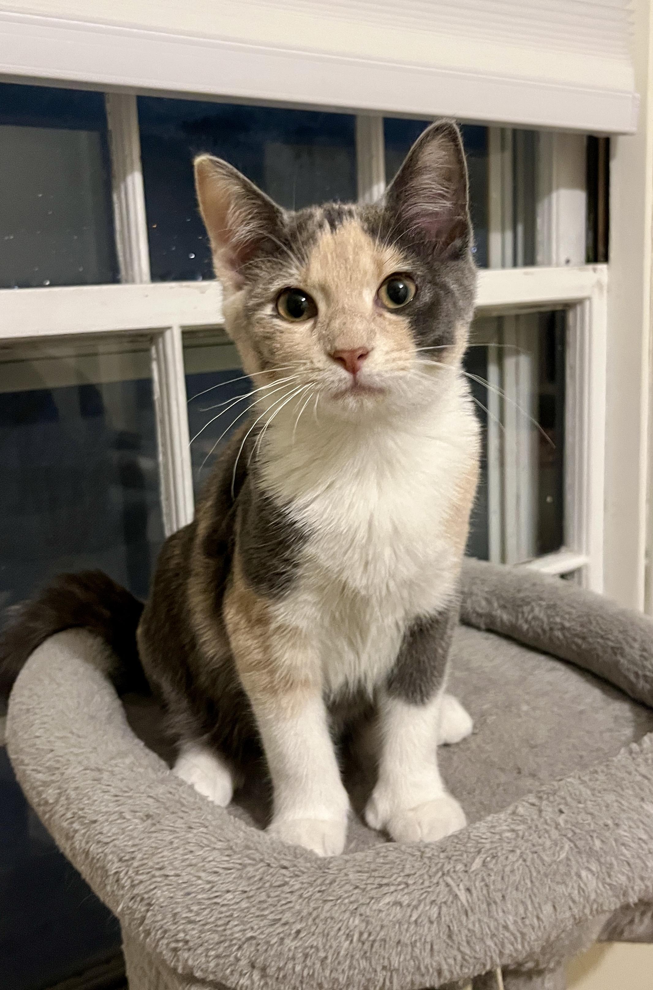 Enlarge Lumi, an adoptable Domestic Short Hair in Minneapolis, MN image 2/6