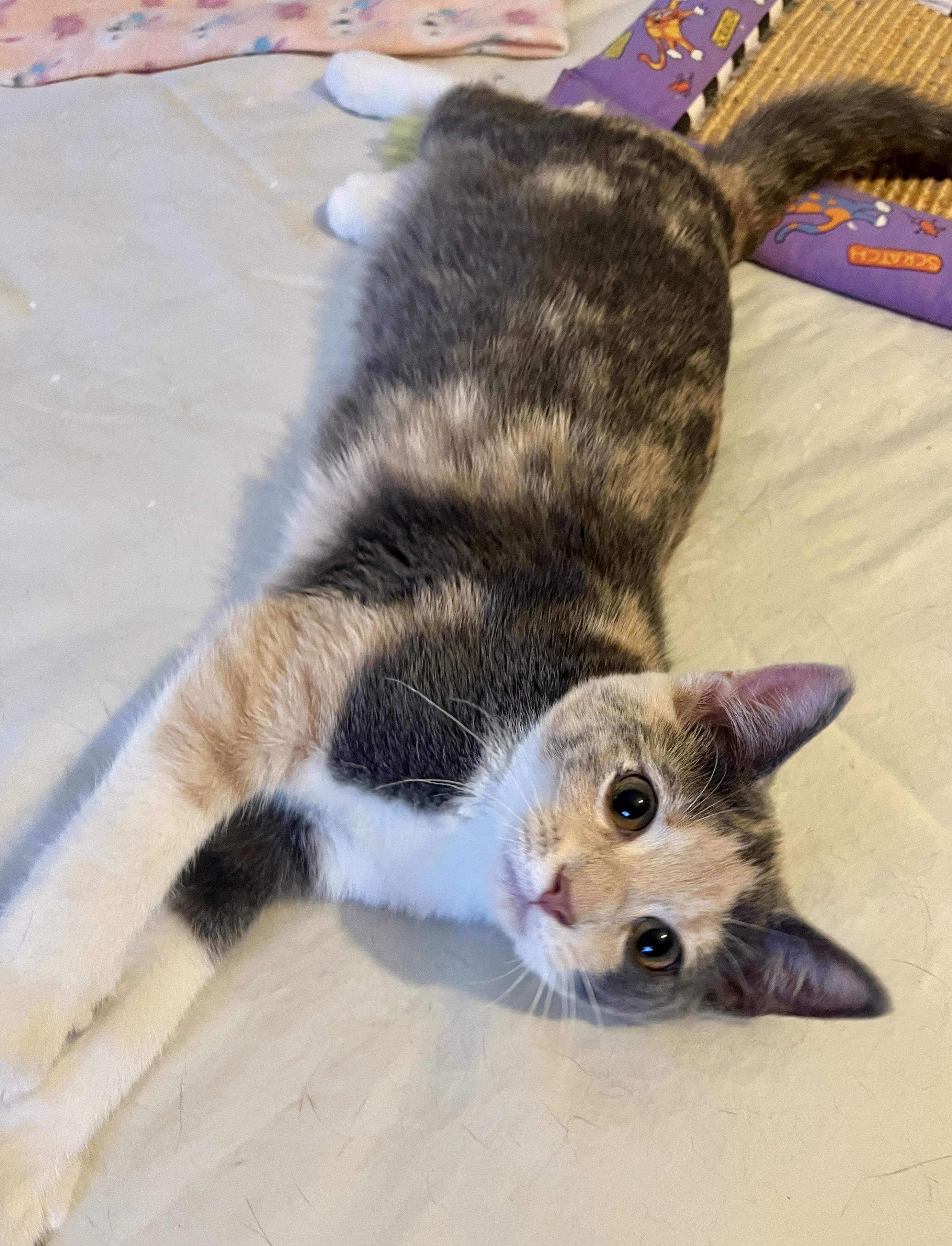 Enlarge Lumi, an adoptable Domestic Short Hair in Minneapolis, MN image 3/6