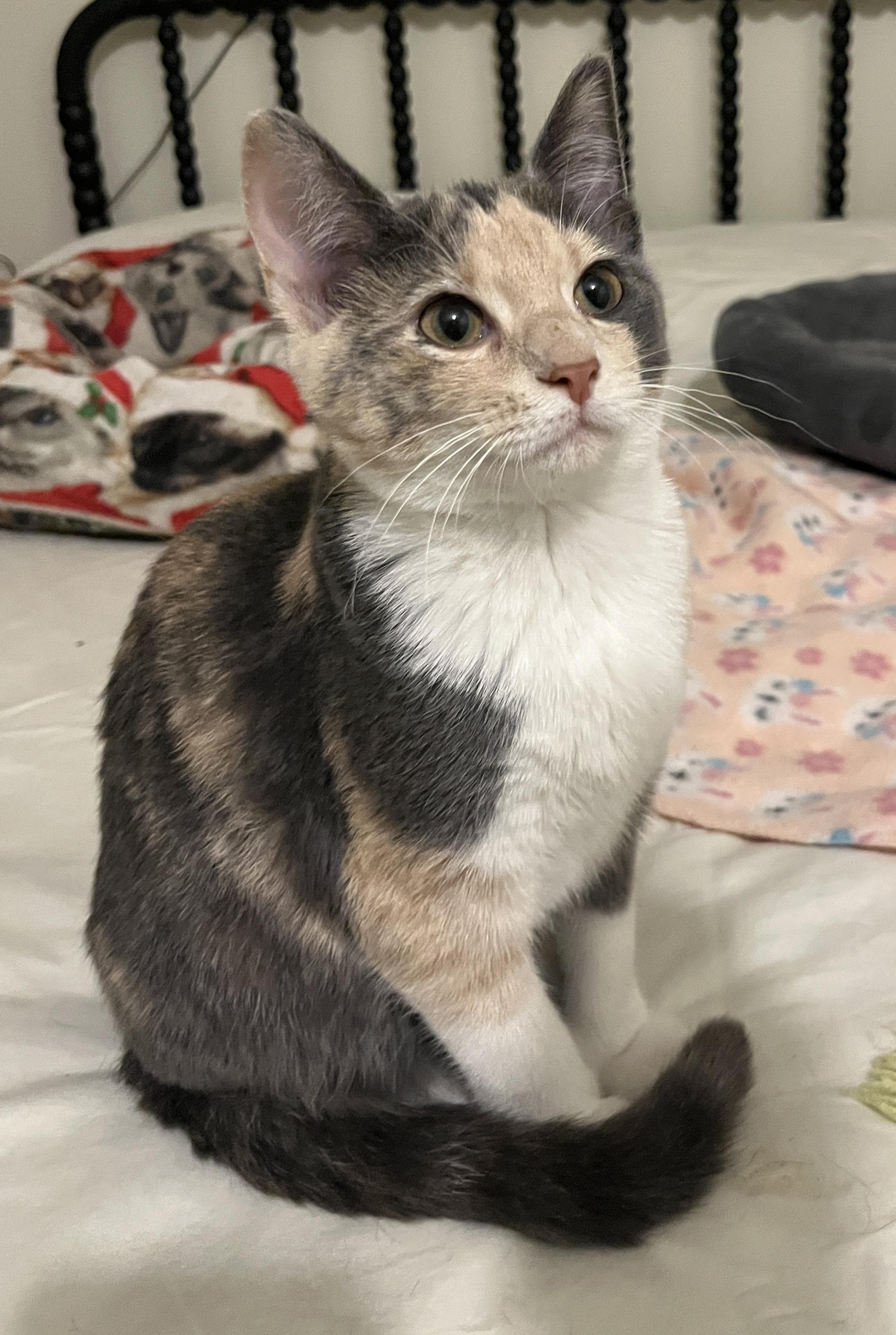 Enlarge Lumi, an adoptable Domestic Short Hair in Minneapolis, MN image 5/6