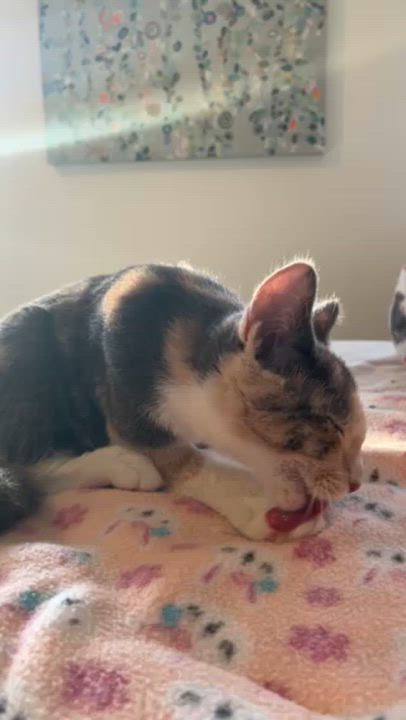 Enlarge Lumi, an adoptable Domestic Short Hair in Minneapolis, MN video 6/6