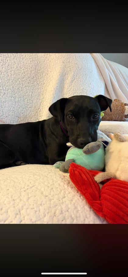 Enlarge ToeBe, a Adoptable mixed breed in Brunswick, GA image 1/1