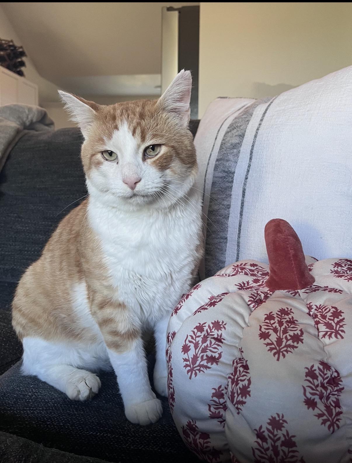 Enlarge Beans, a Adoptable Domestic Short Hair in Columbus, OH image 4/4