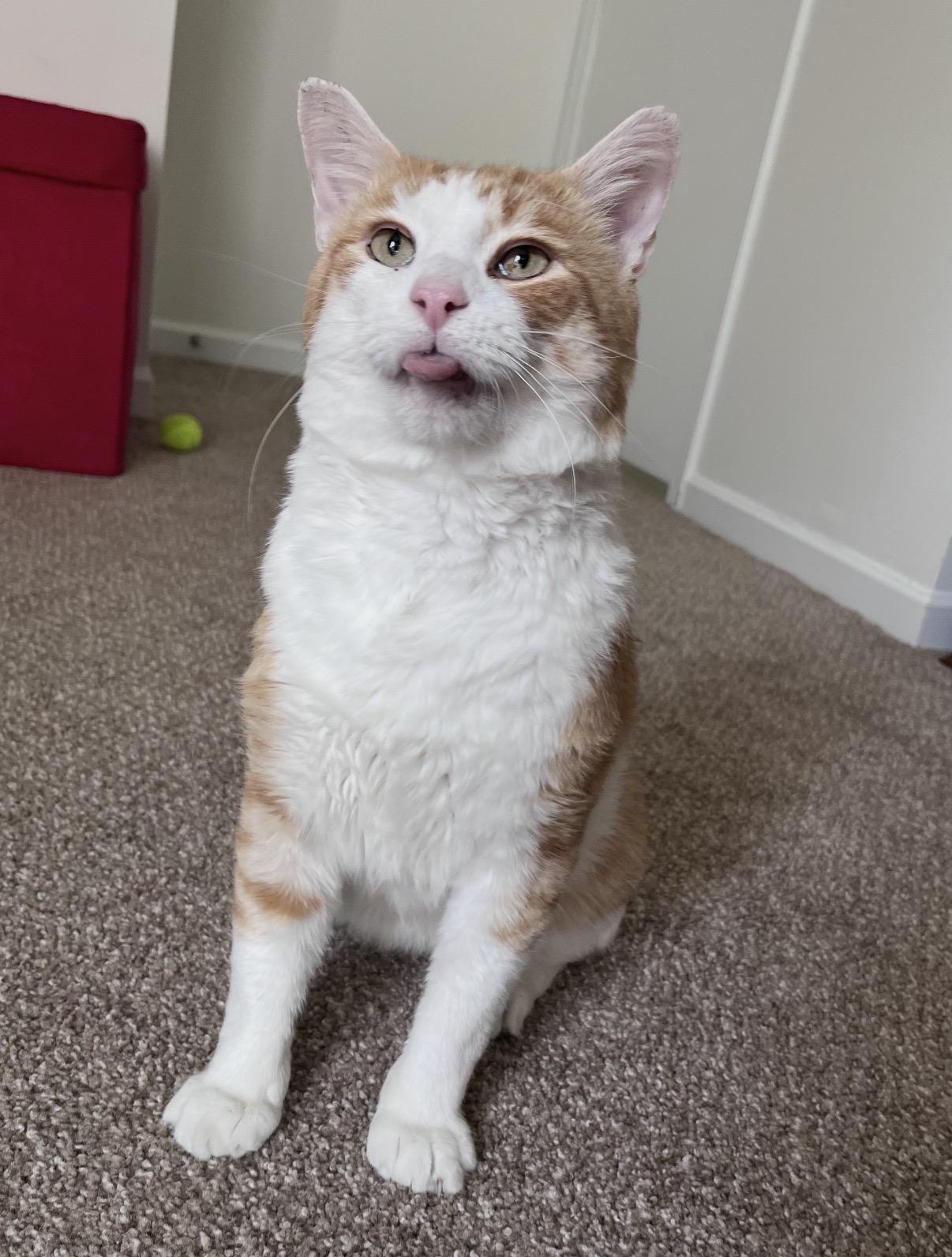 Beans, Adoptable, Adult Male Domestic Short Hair.