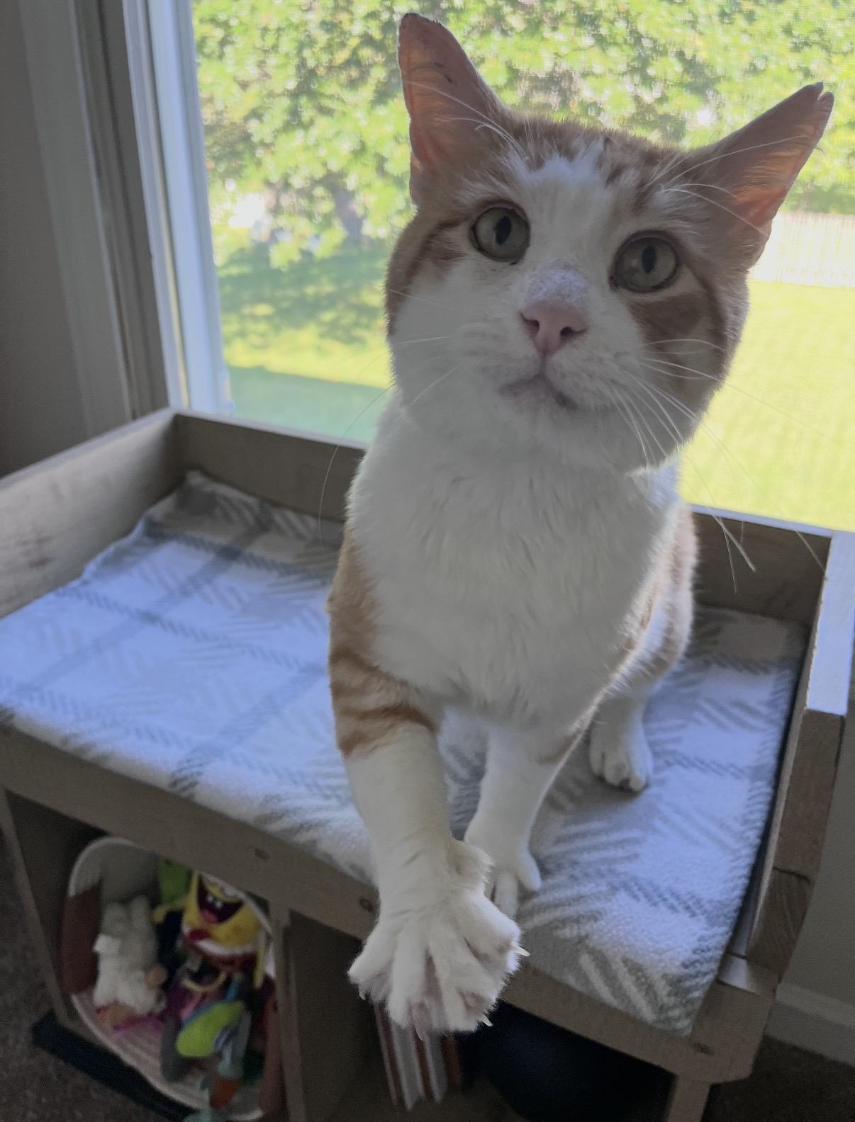 Enlarge Beans, a Adoptable Domestic Short Hair in Columbus, OH image 3/4