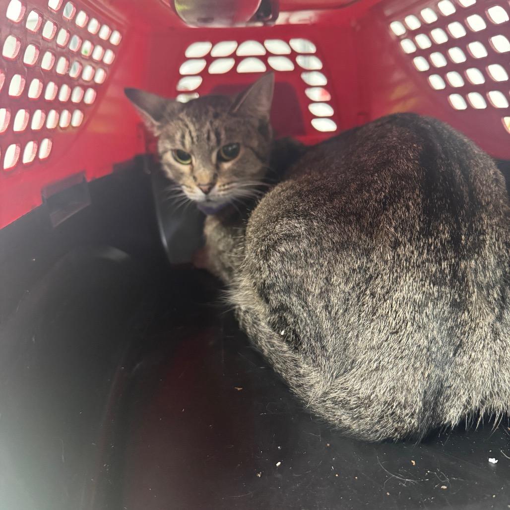 Enlarge Blue, a Adoptable Domestic Short Hair in Shelbyville, IL image 1/1