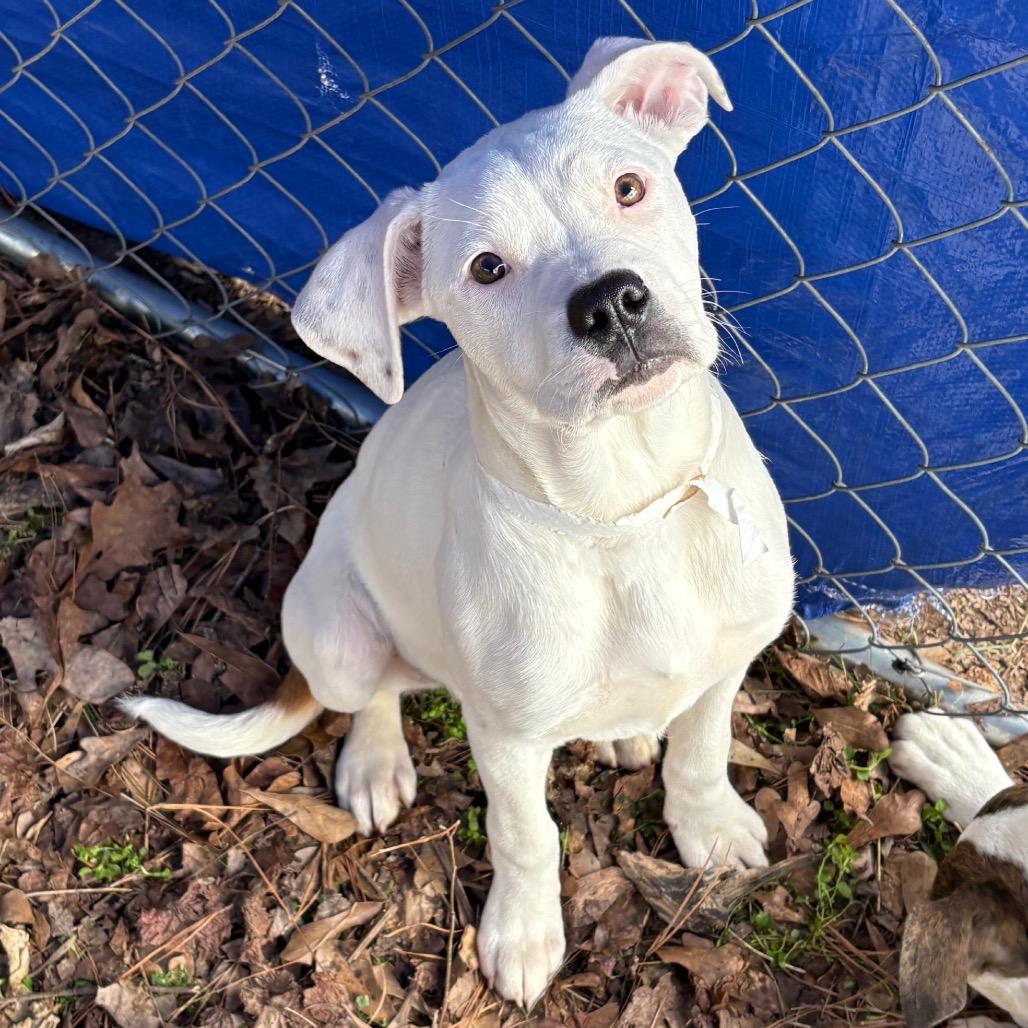 Blossom, Adoptable, Young Female Boxer.
