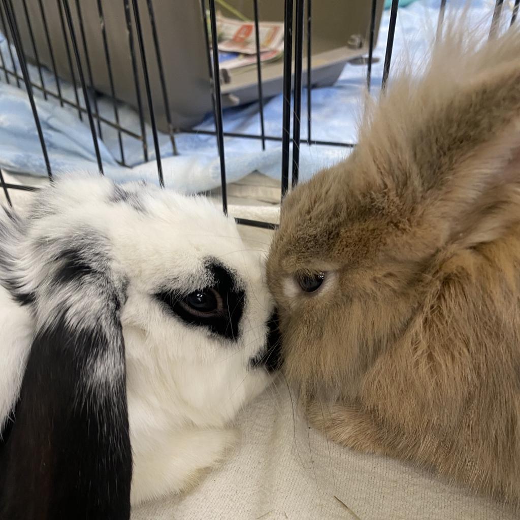 Oreo, Adoptable, Adult Male Holland Lop & English Spot.