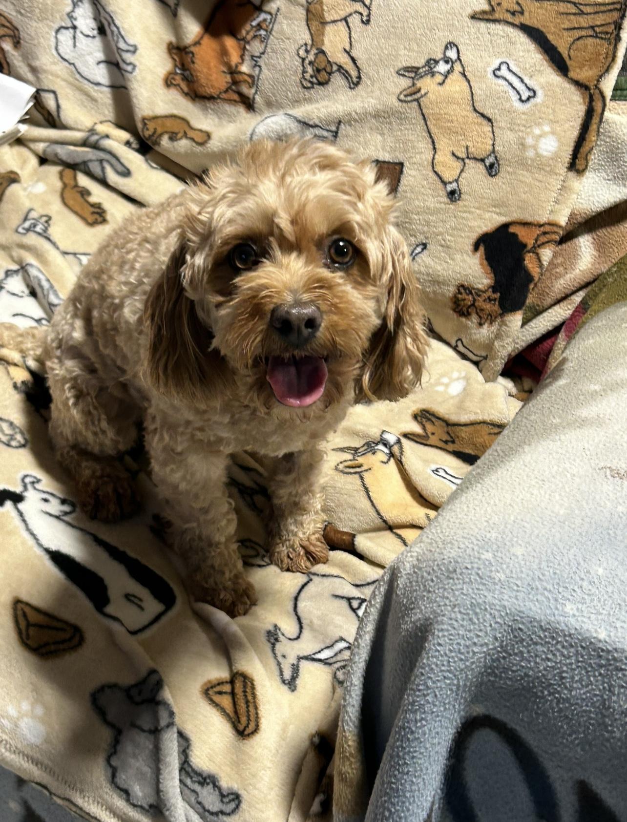 Betsy , Adoptable, Adult Female Cavapoo.