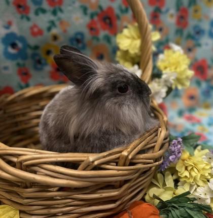 Morwena, Adoptable, Adult Female Lionhead & Lionhead.