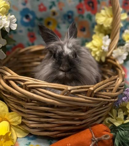 Enlarge Morwena, a Adoptable mixed breed in Eugene, OR image 2/2