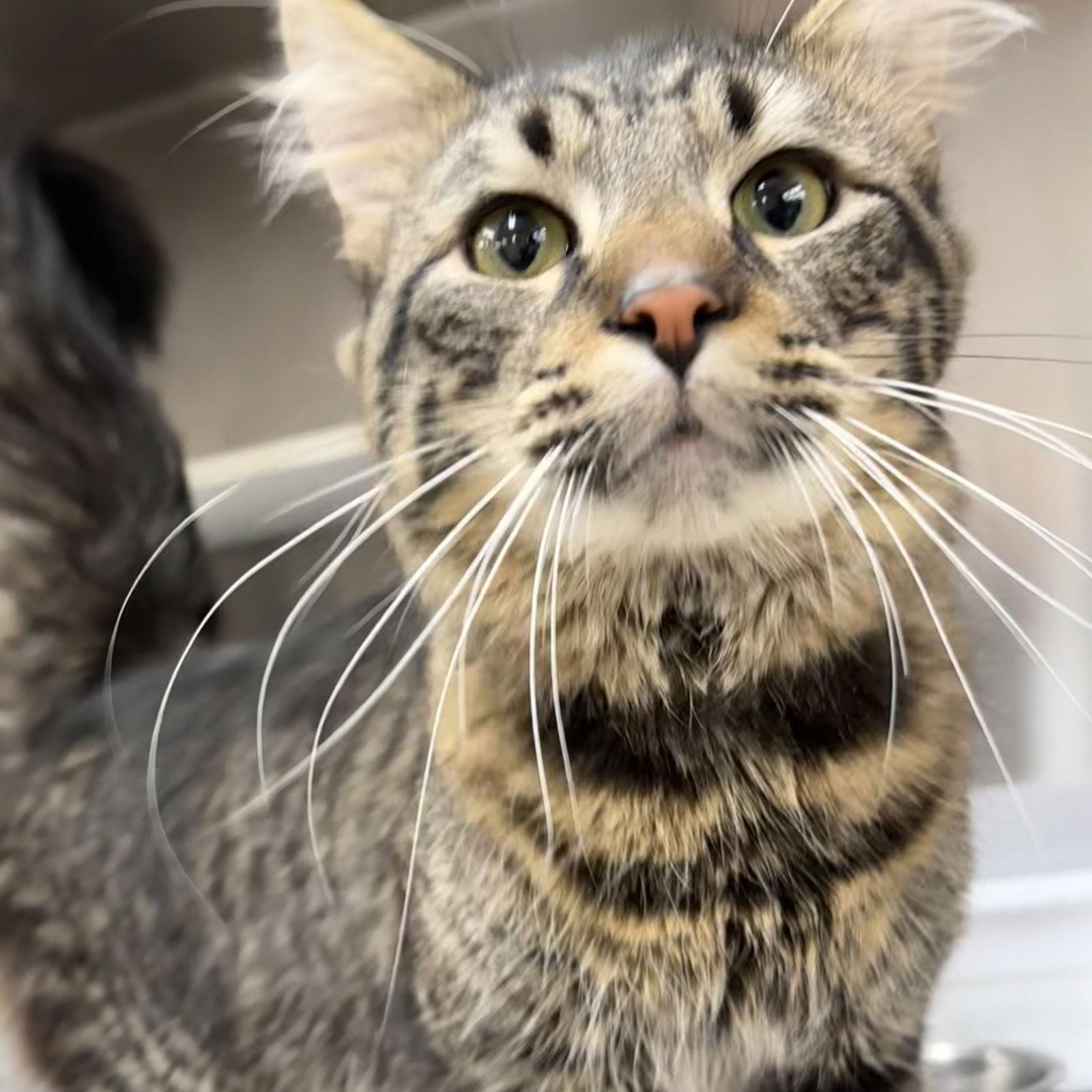 Enlarge Dude, a Adoptable Domestic Medium Hair in Winchendon, MA image 1/3