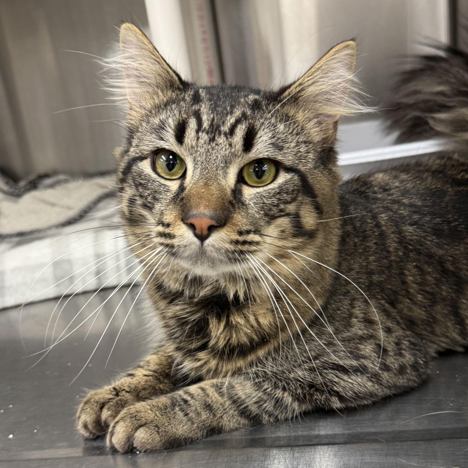 Enlarge Dude, a Adoptable Domestic Medium Hair in Winchendon, MA image 2/3