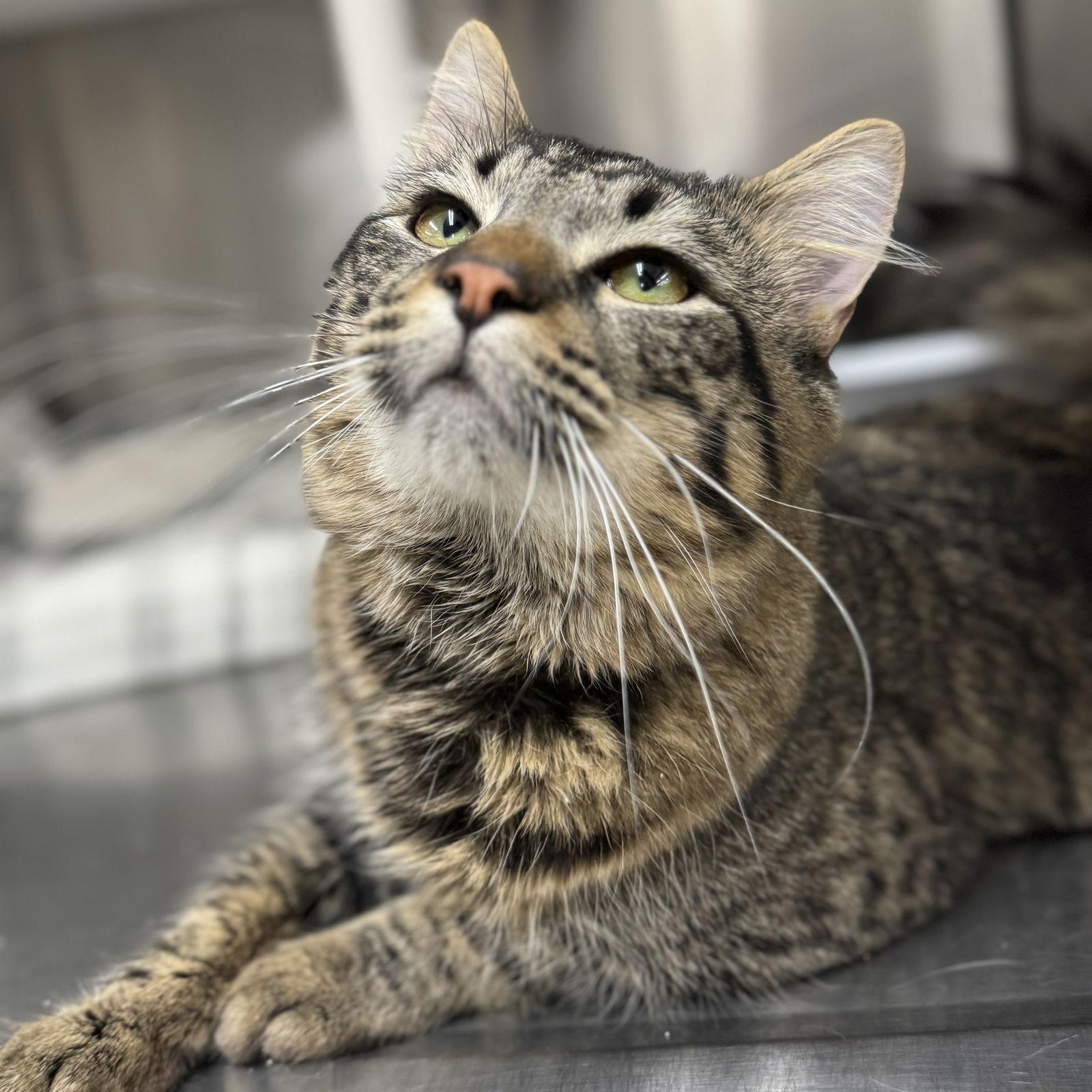 Enlarge Dude, a Adoptable Domestic Medium Hair in Winchendon, MA image 3/3