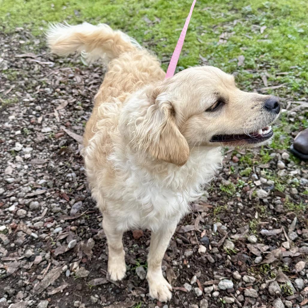 Curly Joe thumbnail 2