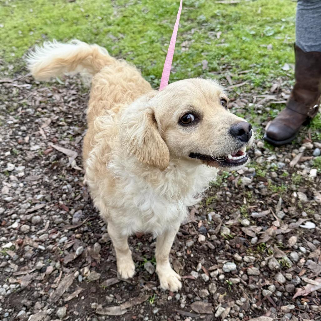 Curly Joe thumbnail 3