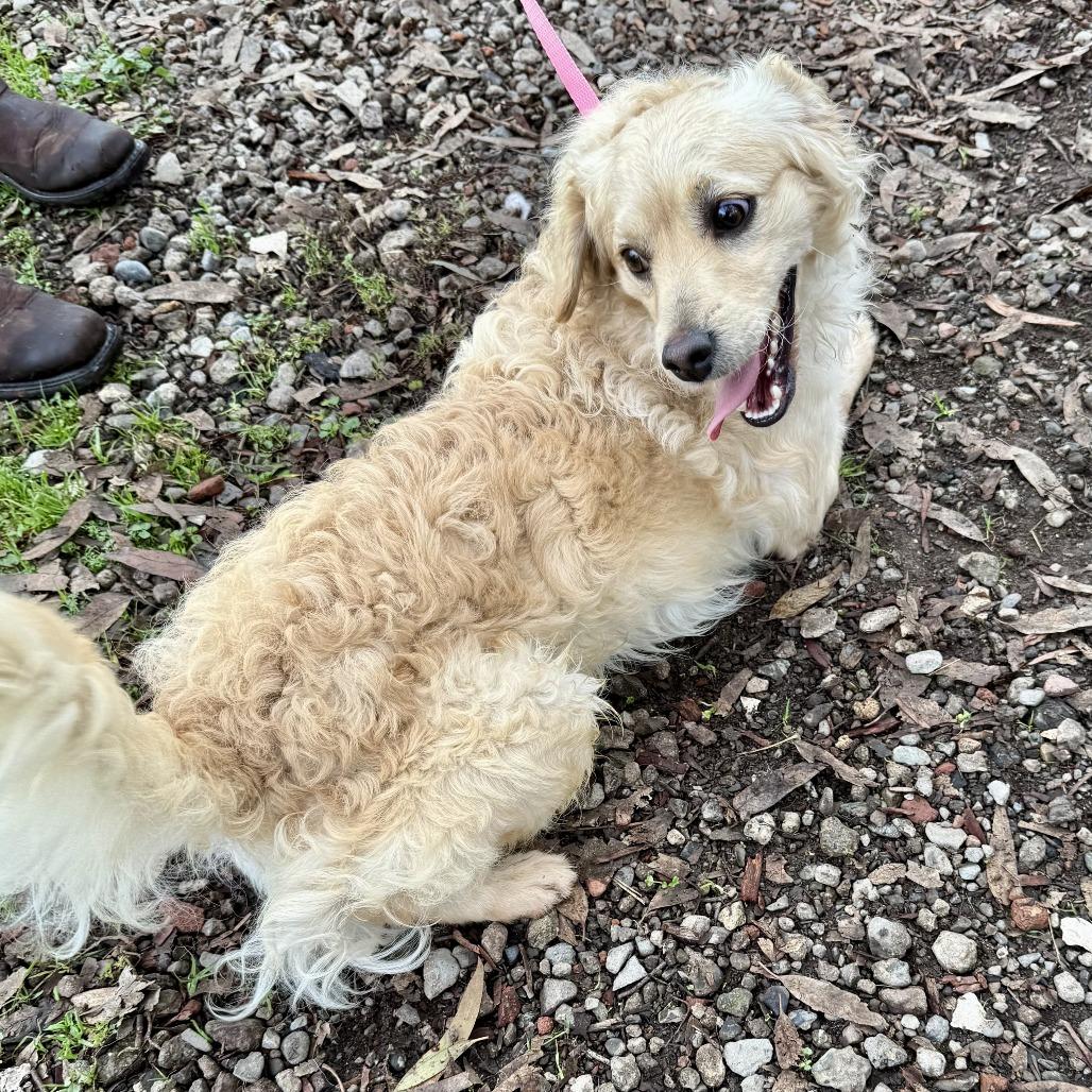 Curly Joe thumbnail 4