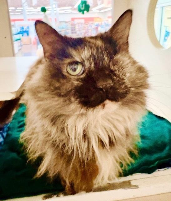 Enlarge Peekaboo, an adopted mixed breed in Philadelphia, PA image 3/4