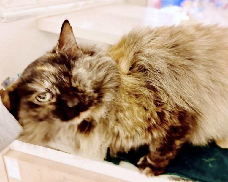 Enlarge Peekaboo, an adopted mixed breed in Philadelphia, PA image 4/4