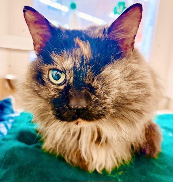 Peekaboo, adopted, Adult Female Domestic Long Hair & Tortoiseshell.