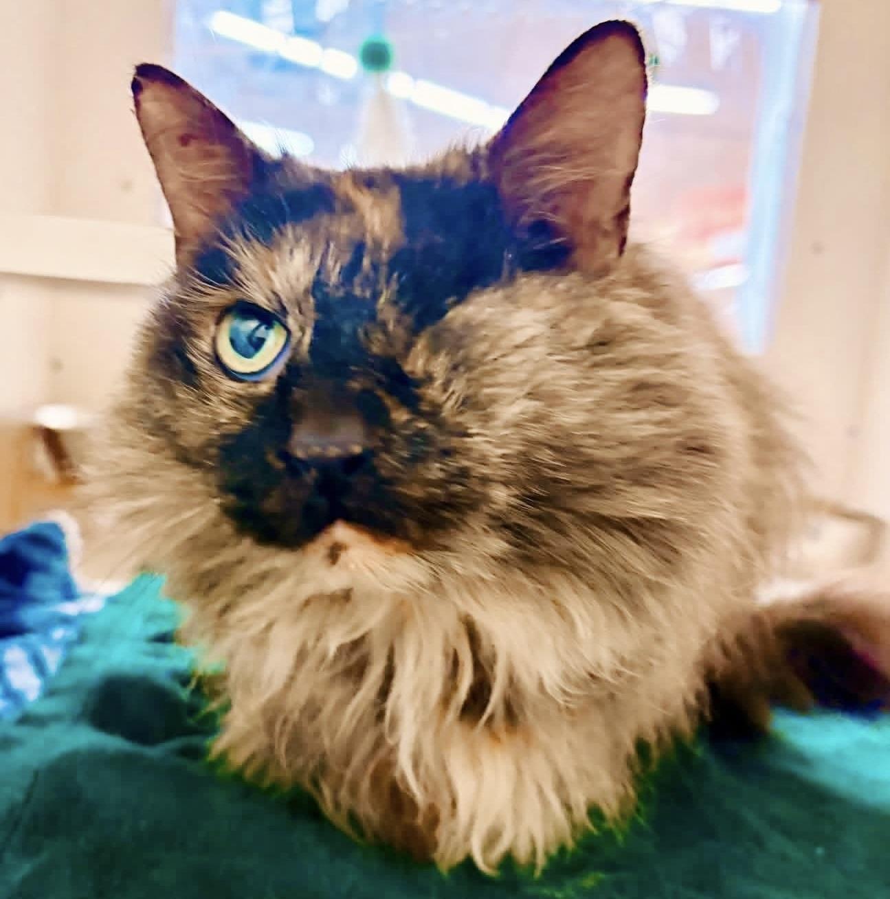 Enlarge Peekaboo, an adopted mixed breed in Philadelphia, PA image 2/4