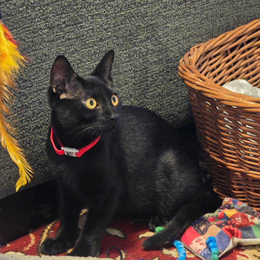 Luna (James kitten 2), Adoptable, Young Female Domestic Short Hair.