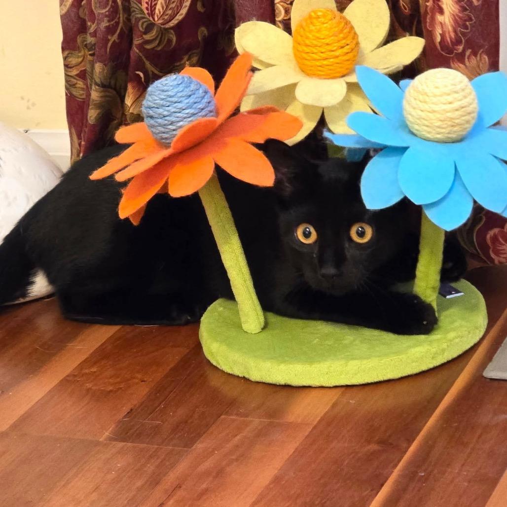 Enlarge Luna (James kitten 2), a Adoptable Domestic Short Hair in Westport, CT image 2/4