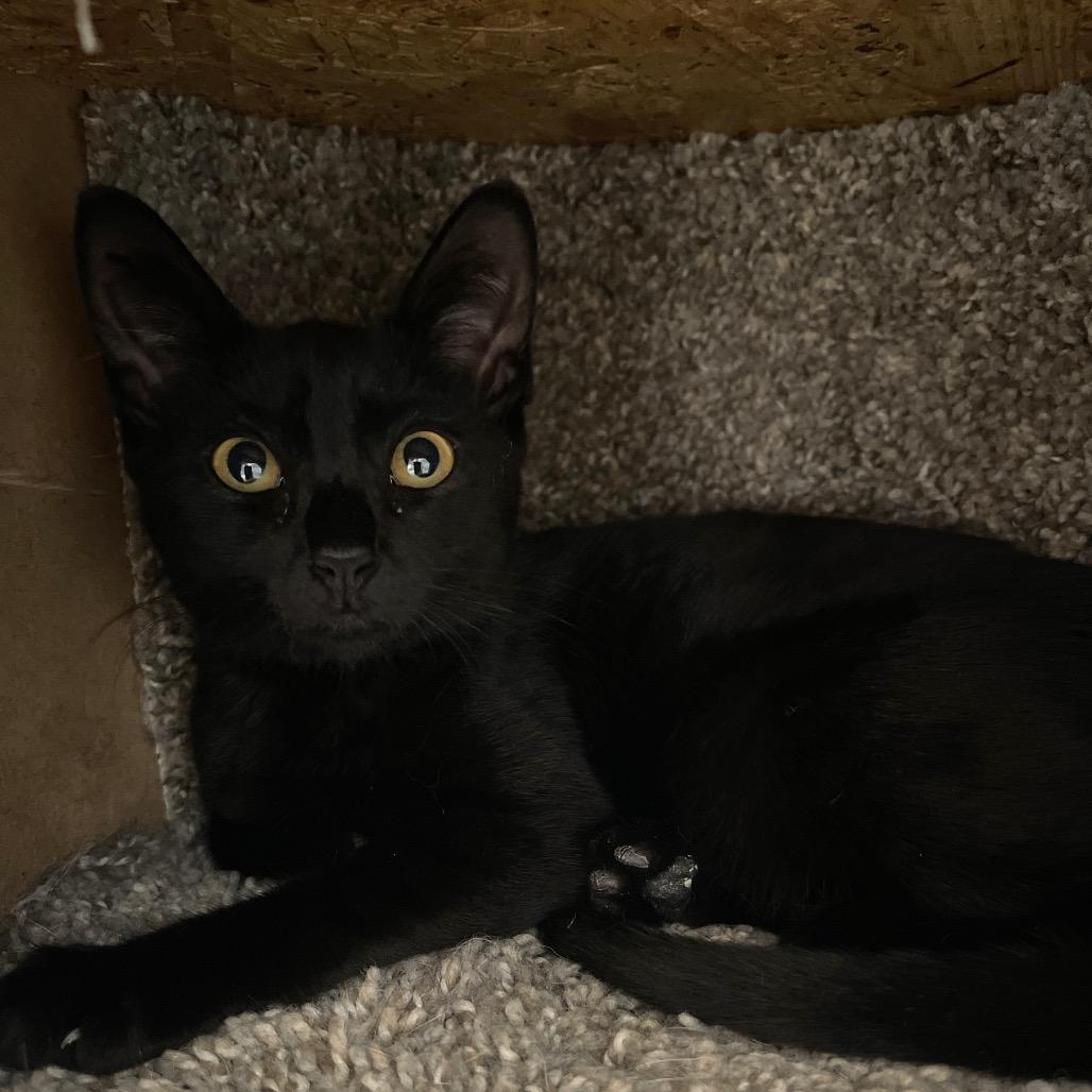 Enlarge Luna (James kitten 2), a Adoptable Domestic Short Hair in Westport, CT image 3/4