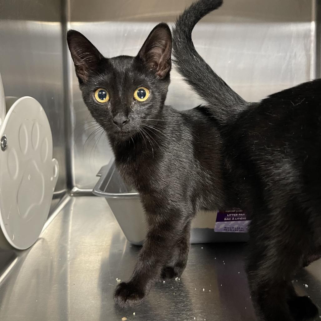 Enlarge Luna (James kitten 2), a Adoptable Domestic Short Hair in Westport, CT image 4/4