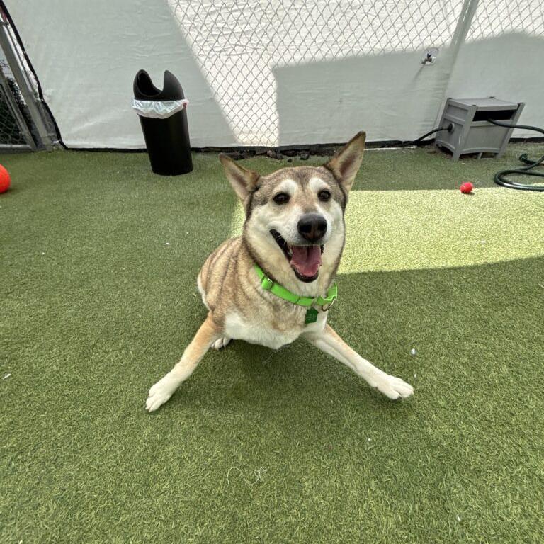 Mishka, Adoptable, Adult Female Husky.