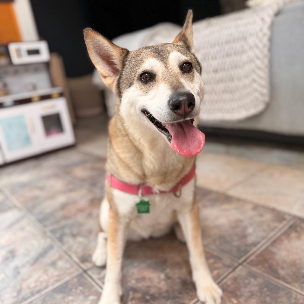 Enlarge Mishka, a Adoptable Husky in San Diego, CA image 2/5