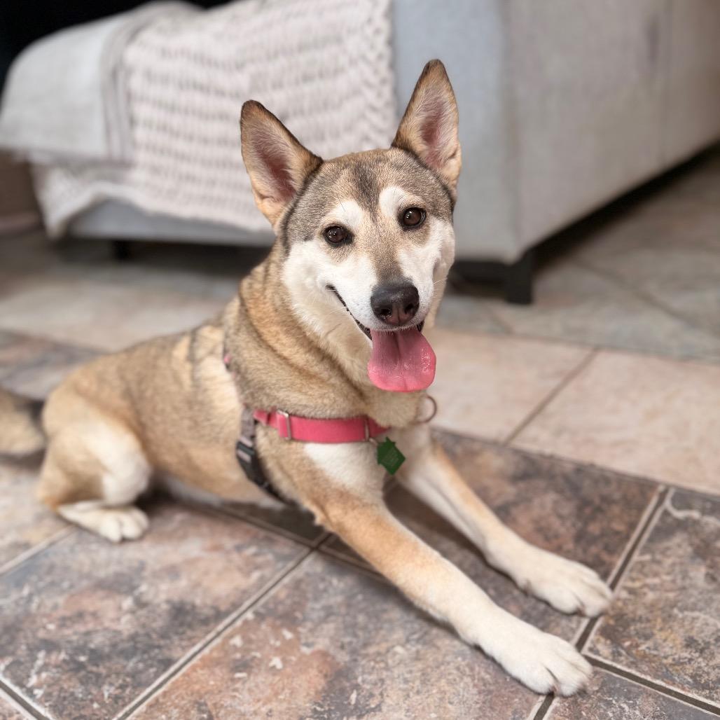 Enlarge Mishka, a Adoptable Husky in San Diego, CA image 3/5