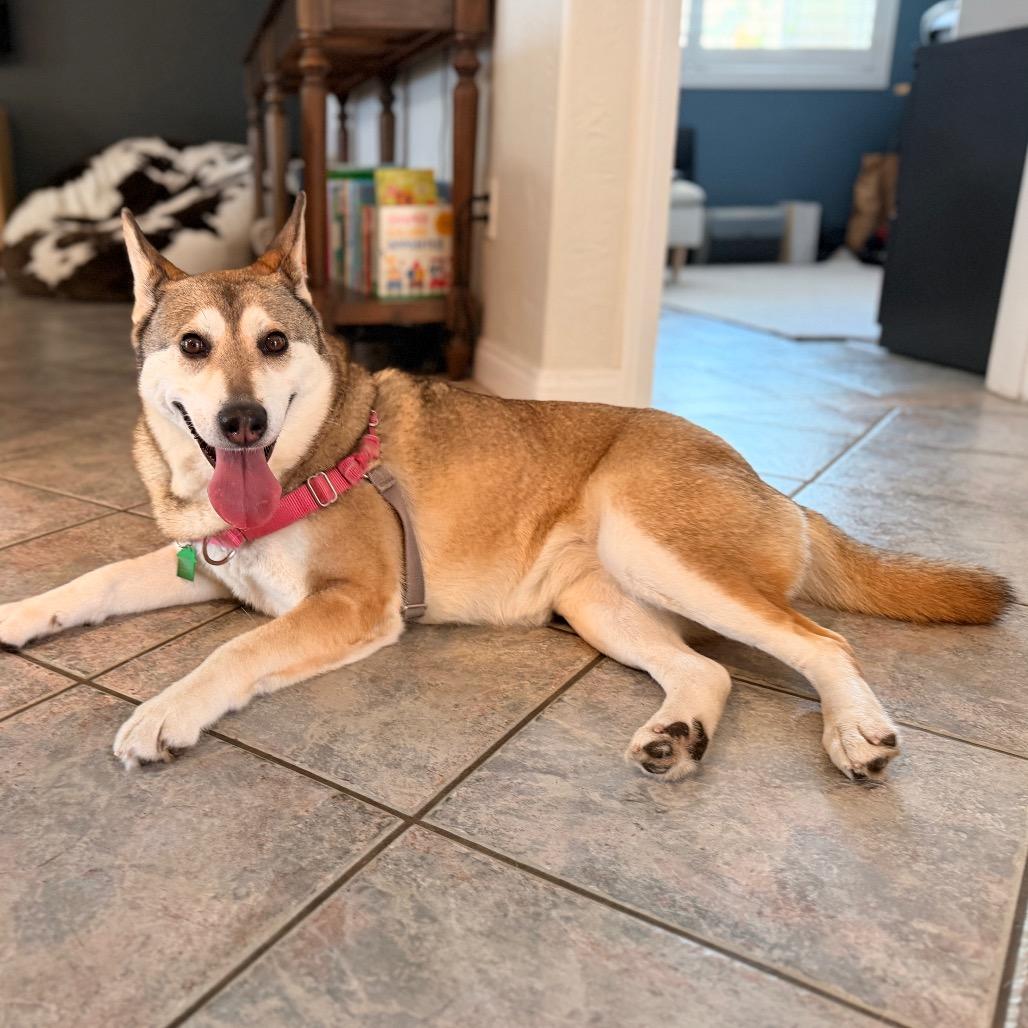 Enlarge Mishka, a Adoptable Husky in San Diego, CA image 4/5