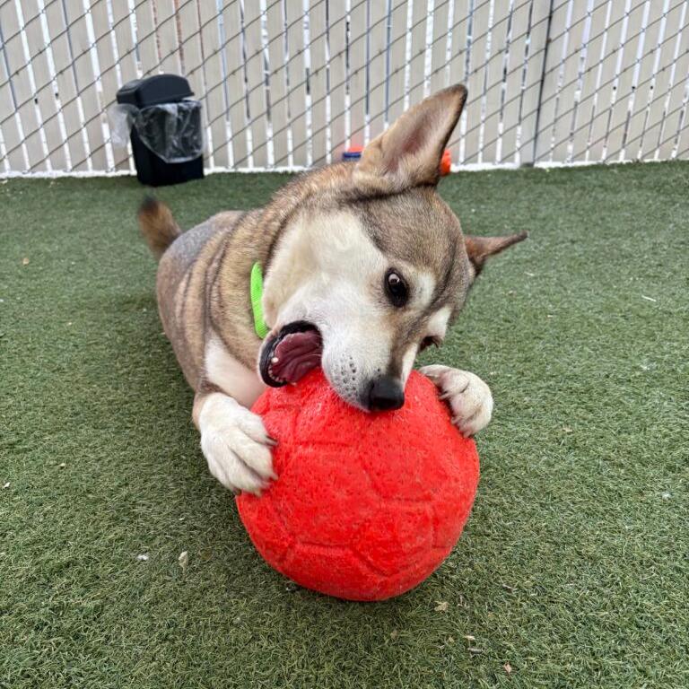Enlarge Mishka, a Adoptable Husky in San Diego, CA image 5/5