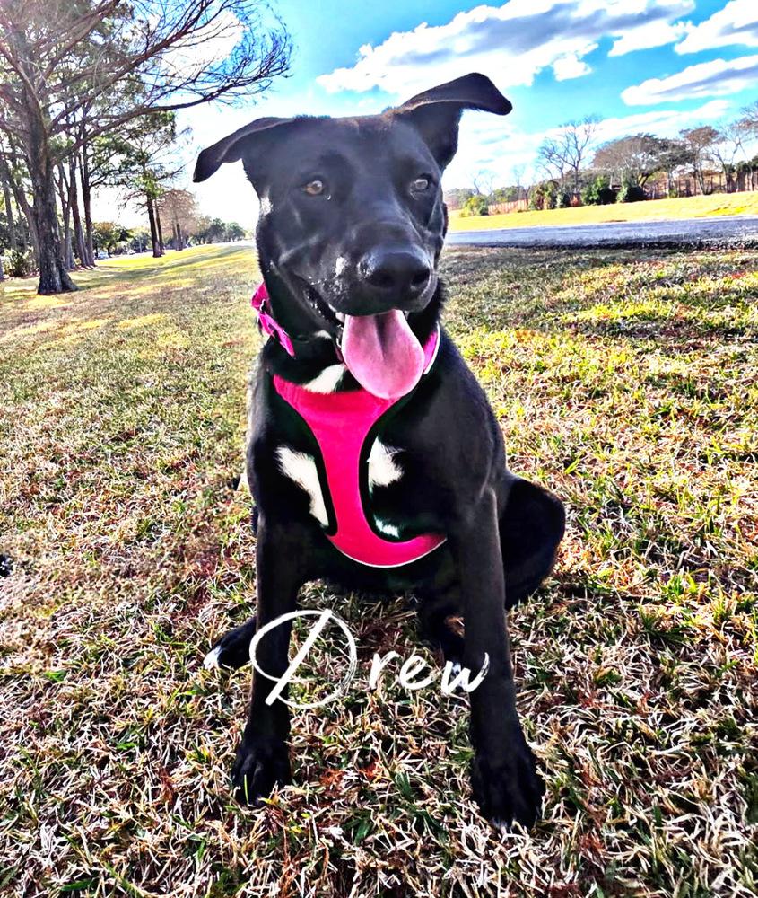 Enlarge Nancy Drew, a Adoptable mixed breed in Brookshire, TX image 1/6