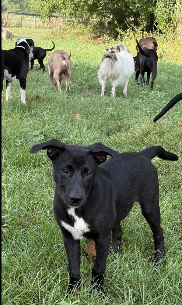 Nancy Drew, Adoptable, Puppy Female Catahoula Leopard Dog.