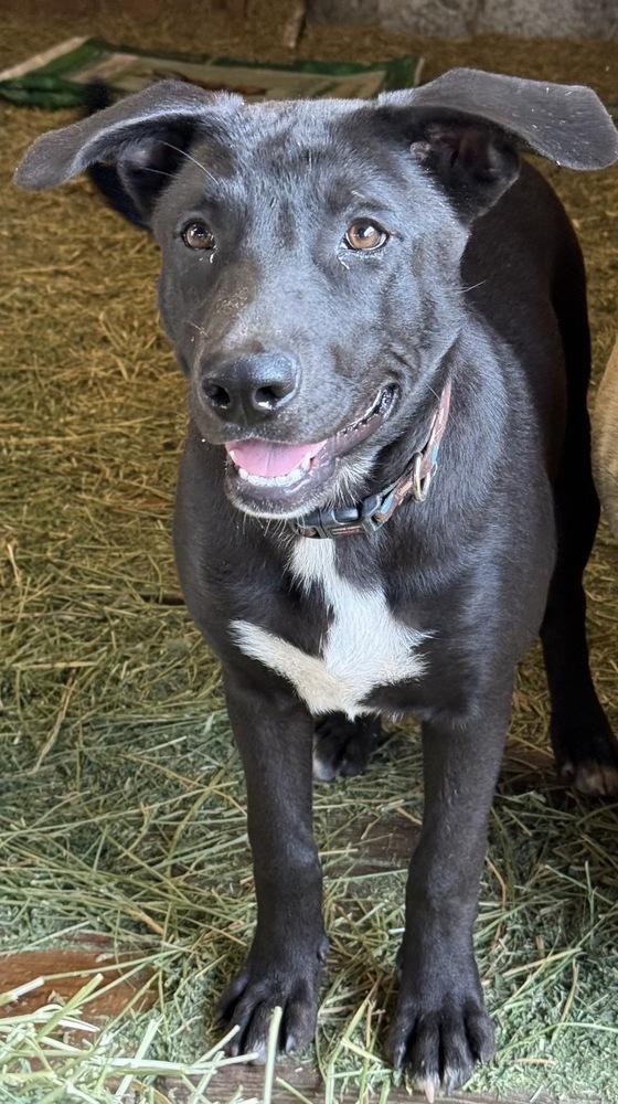 Enlarge Nancy Drew, a Adoptable mixed breed in Brookshire, TX image 2/5
