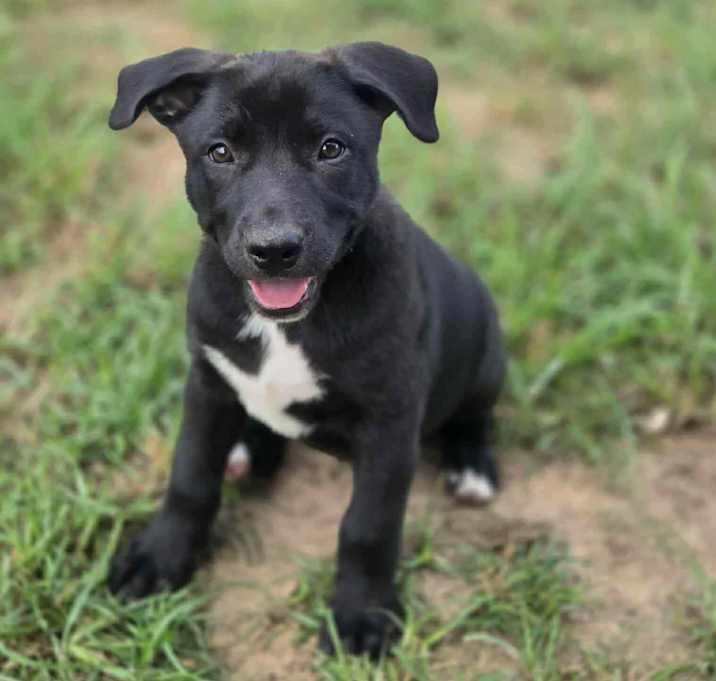 Enlarge Nancy Drew, a Adoptable mixed breed in Brookshire, TX image 3/5