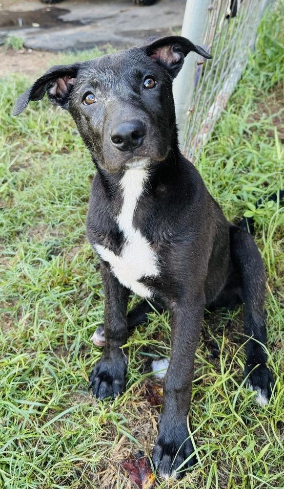 Enlarge Nancy Drew, a Adoptable mixed breed in Brookshire, TX image 2/6