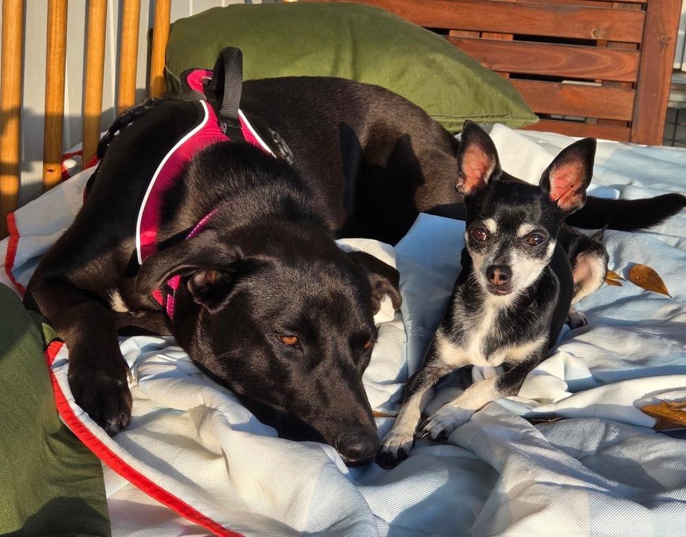 Enlarge Nancy Drew, a Adoptable mixed breed in Brookshire, TX image 3/6