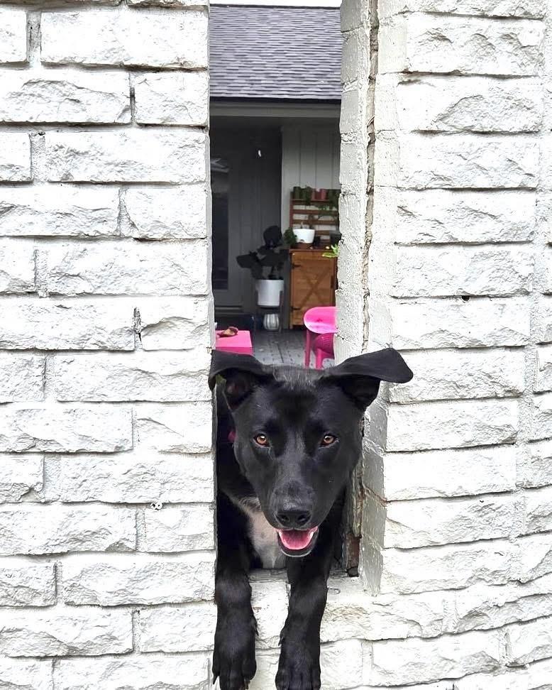 Enlarge Nancy Drew, a Adoptable mixed breed in Brookshire, TX image 4/6