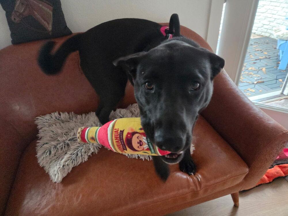 Enlarge Nancy Drew, a Adoptable mixed breed in Brookshire, TX image 5/6