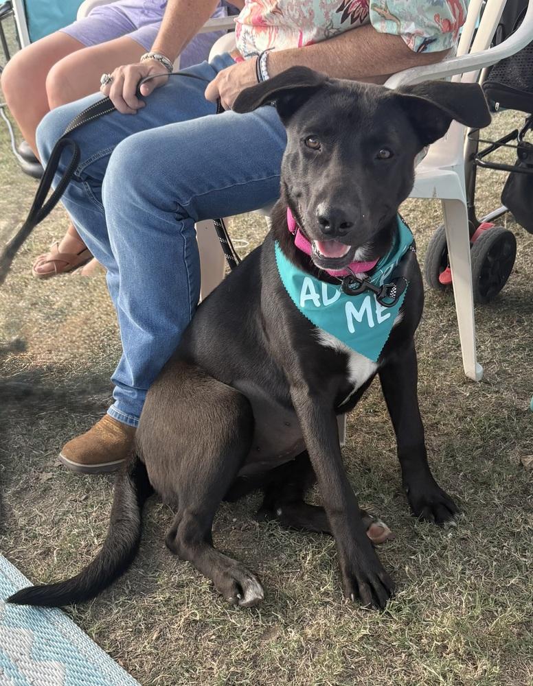 Enlarge Nancy Drew, a Adoptable mixed breed in Brookshire, TX image 5/5
