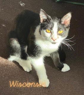 Wisconsin, Adoptable, Young Female Domestic Short Hair.