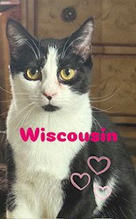 Enlarge Wisconsin, a Adoptable Domestic Short Hair in Spring Lake, NJ image 3/3