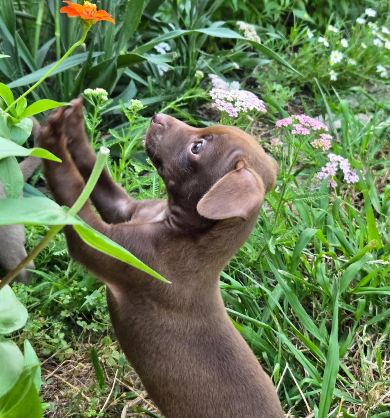 James Dean, Baby Male Chihuahua