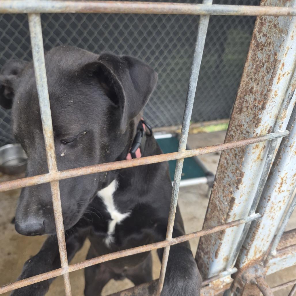 Enlarge Tod, a Adoptable mixed breed in Durant, OK image 1/1