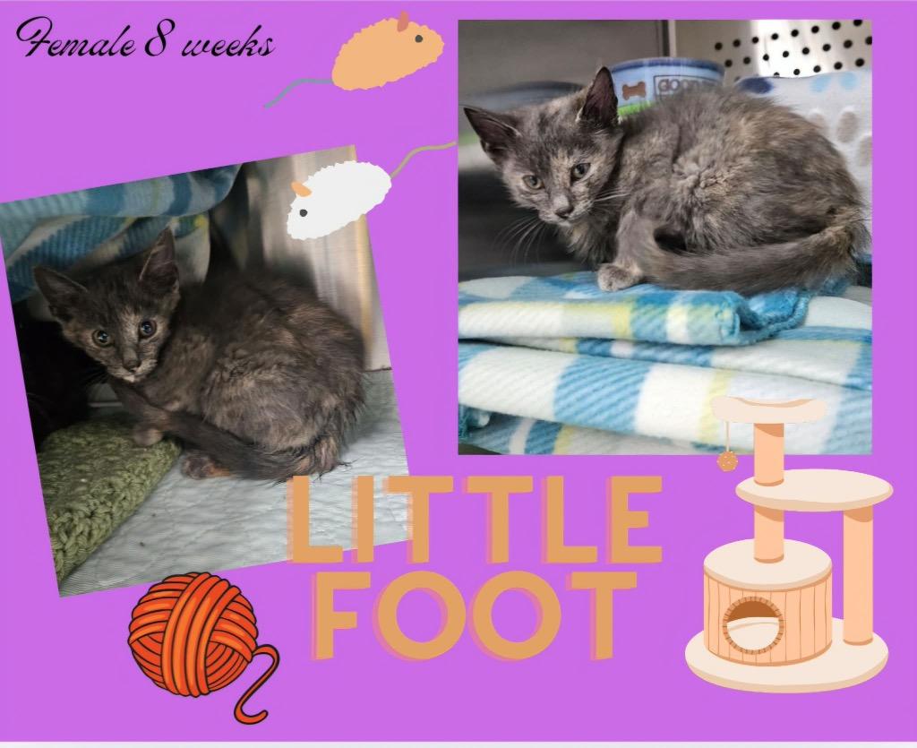 Enlarge Little Foot, a Adoptable mixed breed in Blountville, TN image 1/1