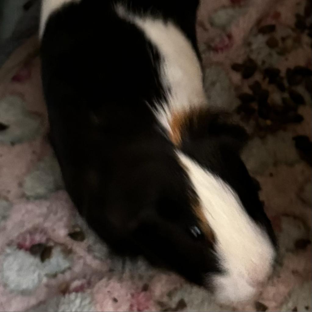 Cookie, Adoptable, Adult Female Guinea Pig.