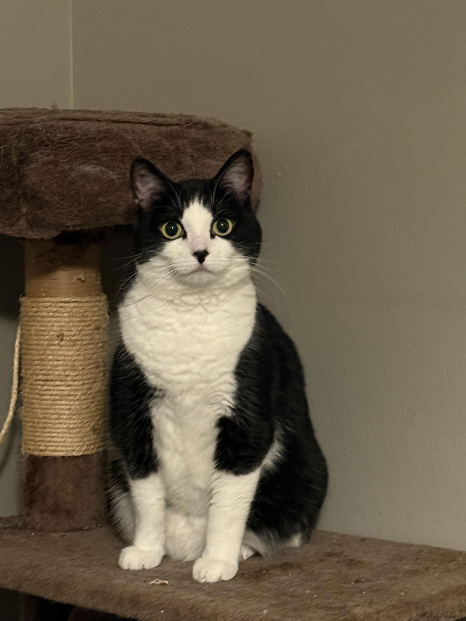 Enlarge Nova, a Adoptable Tuxedo in Fenton, MO image 2/3
